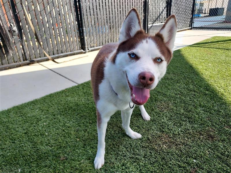 Rotisserie, Adopted, Adult Female Siberian Husky.
