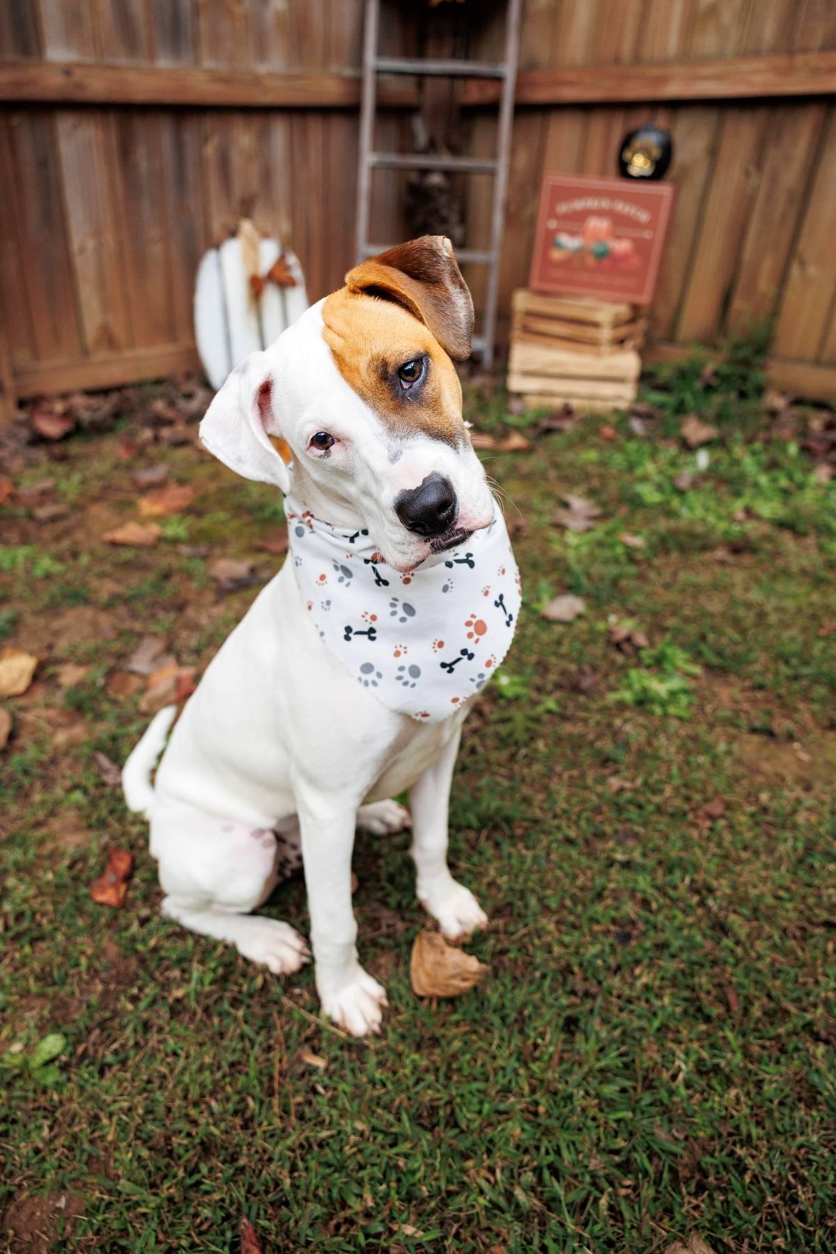 Enlarge Gracie, a Adoptable mixed breed in Sanford, NC image 1/5