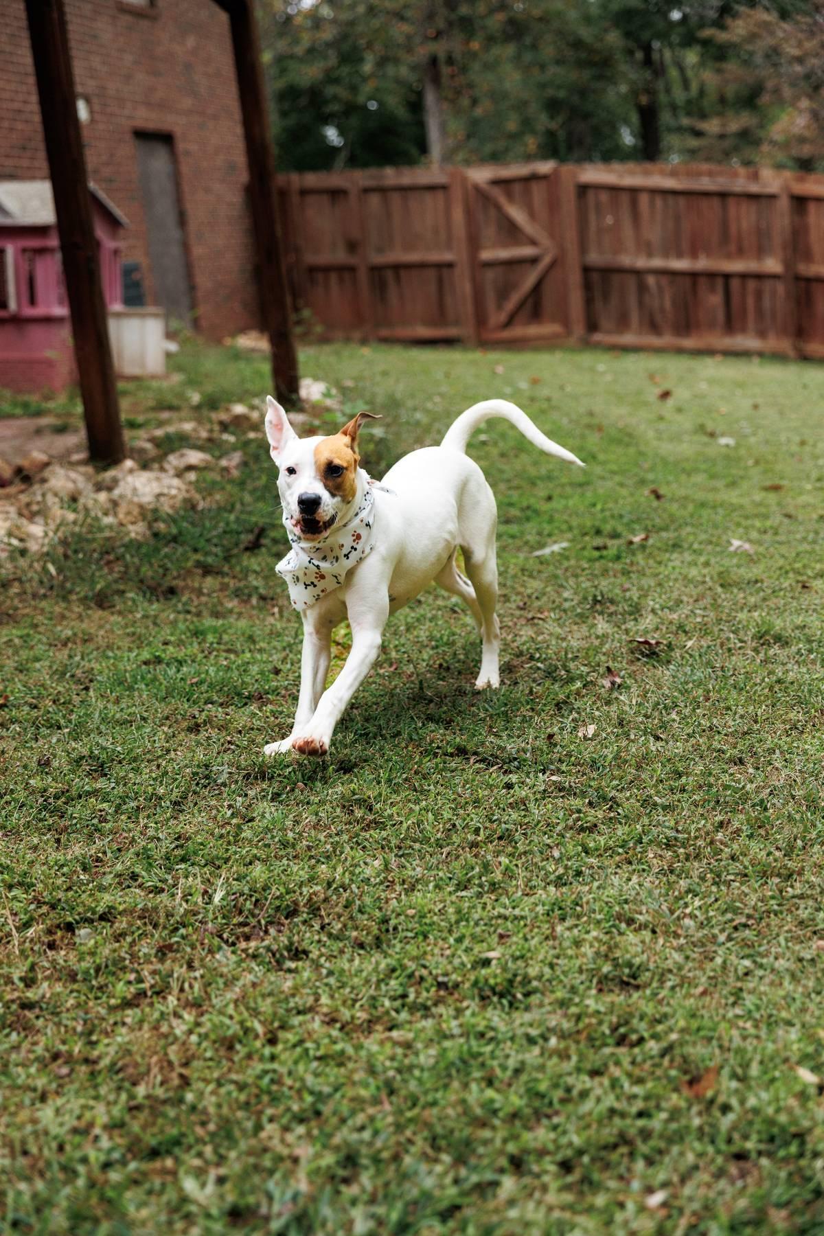 Enlarge Gracie, a Adoptable mixed breed in Sanford, NC image 2/5