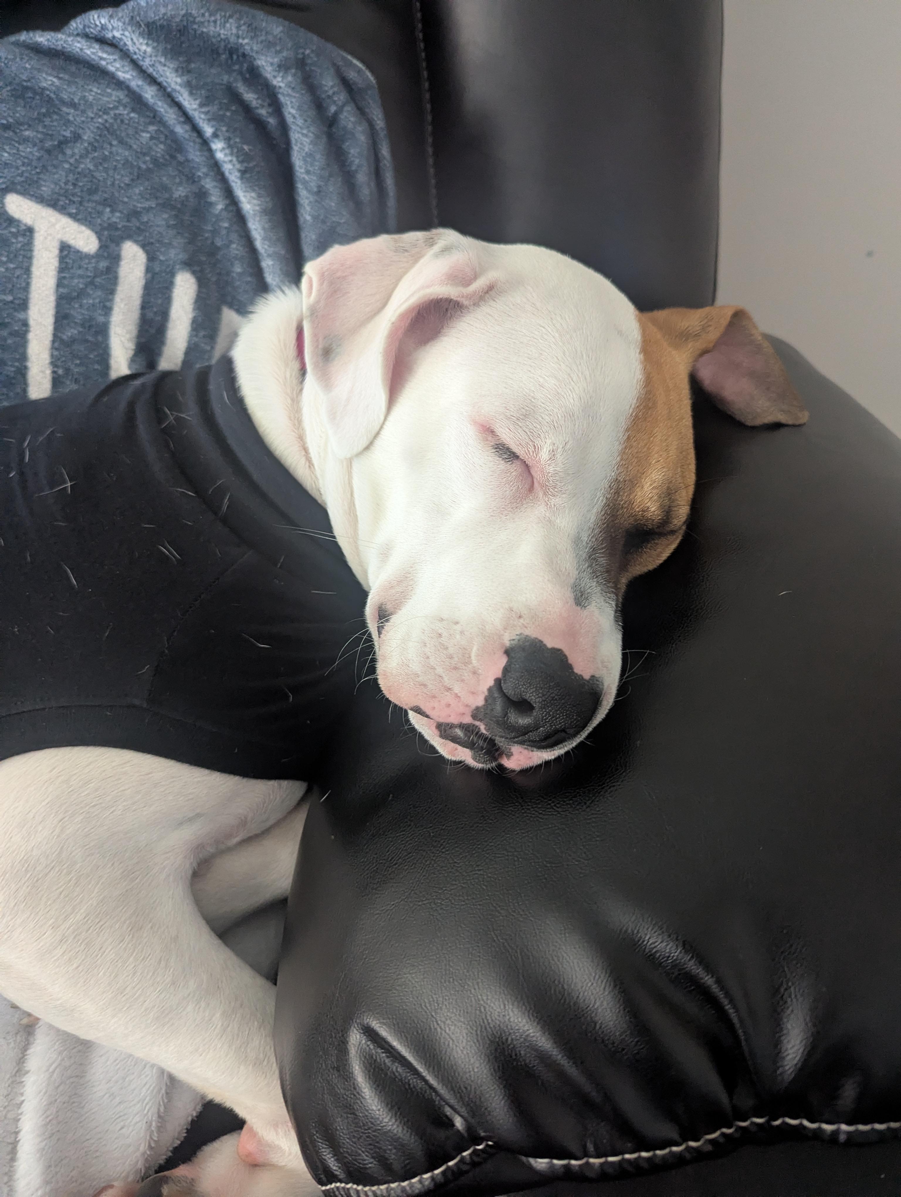 Enlarge Gracie, a Adoptable mixed breed in Sanford, NC image 3/5