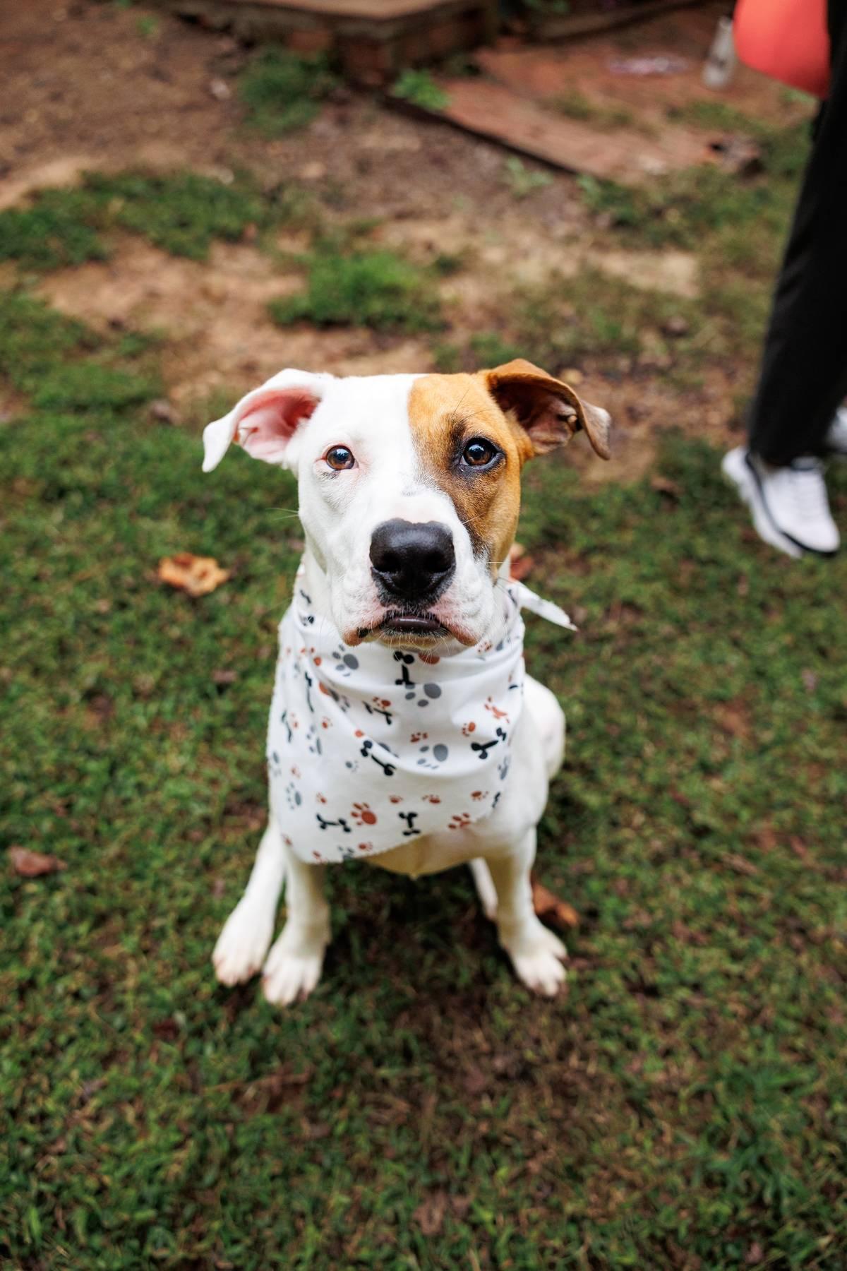 Enlarge Gracie, a Adoptable mixed breed in Sanford, NC image 4/5