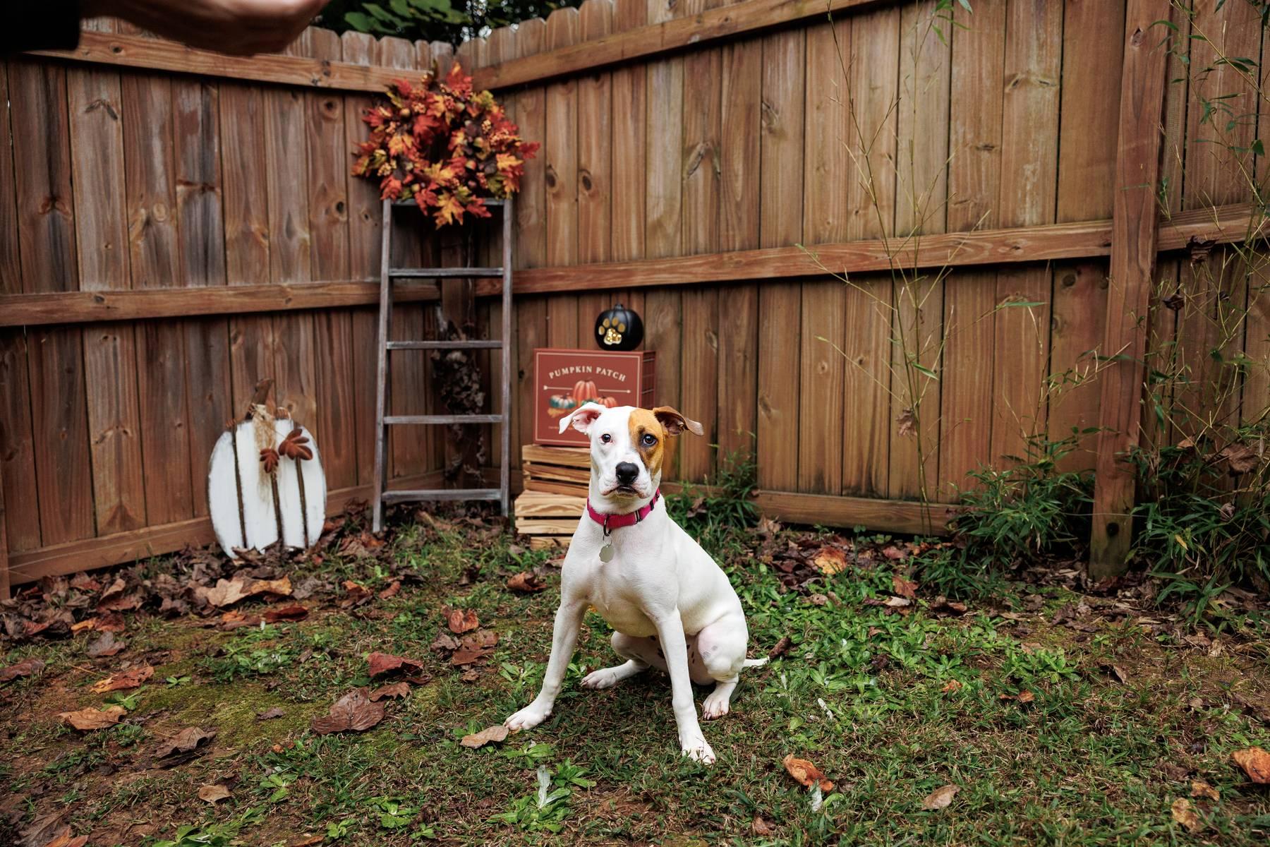 Enlarge Gracie, a Adoptable mixed breed in Sanford, NC image 5/5