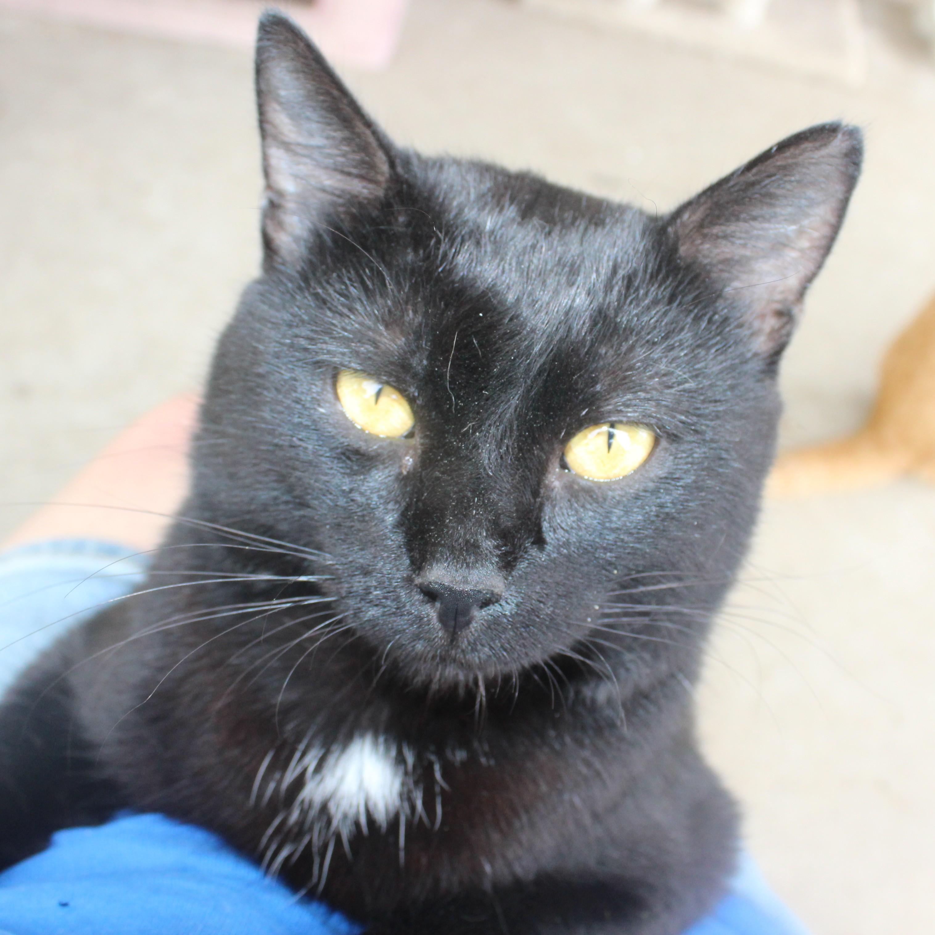 Boomer, Adoptable, Adult Male Domestic Short Hair.