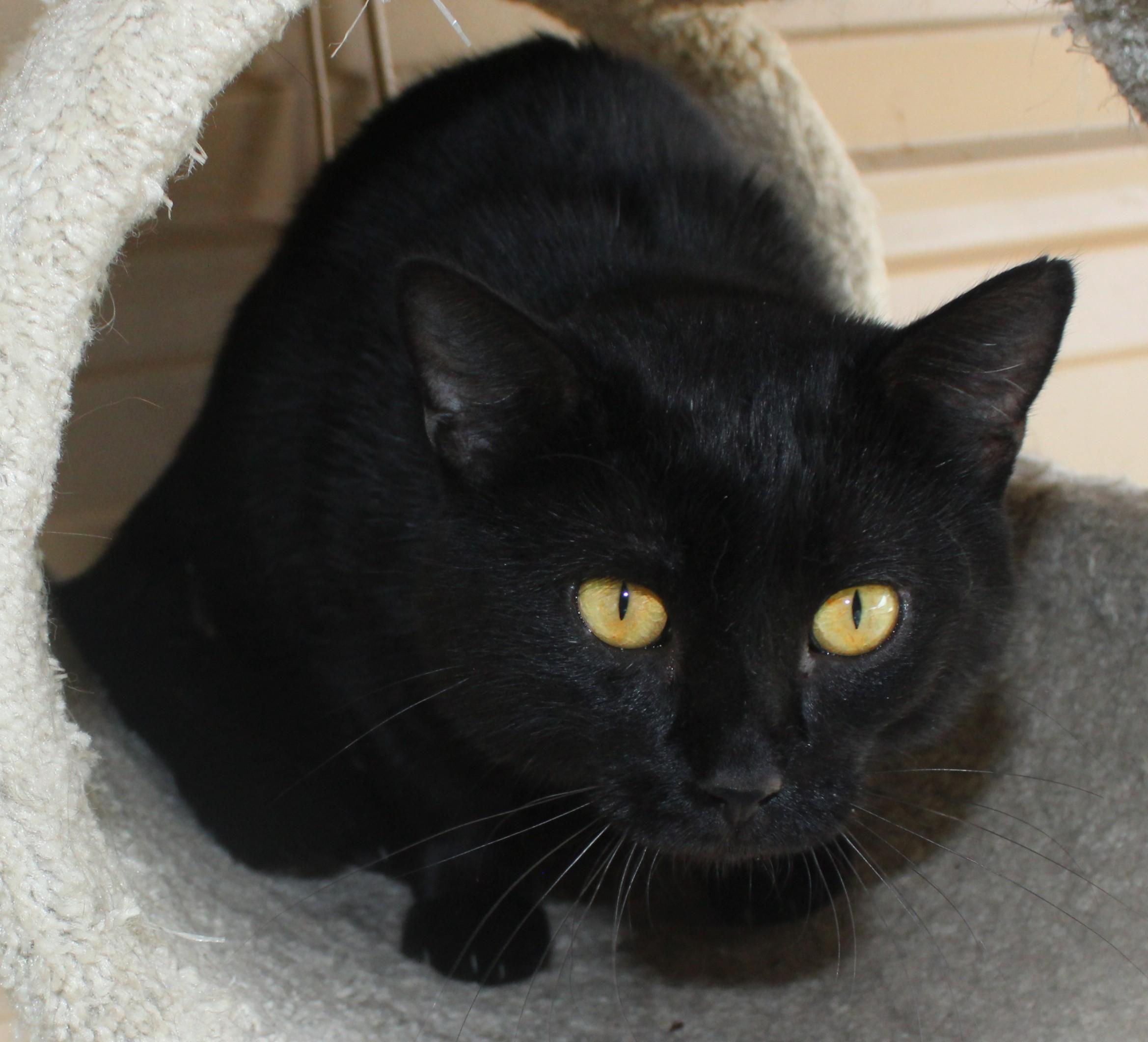 Enlarge Boomer, a Adoptable mixed breed in Huron, SD image 3/4