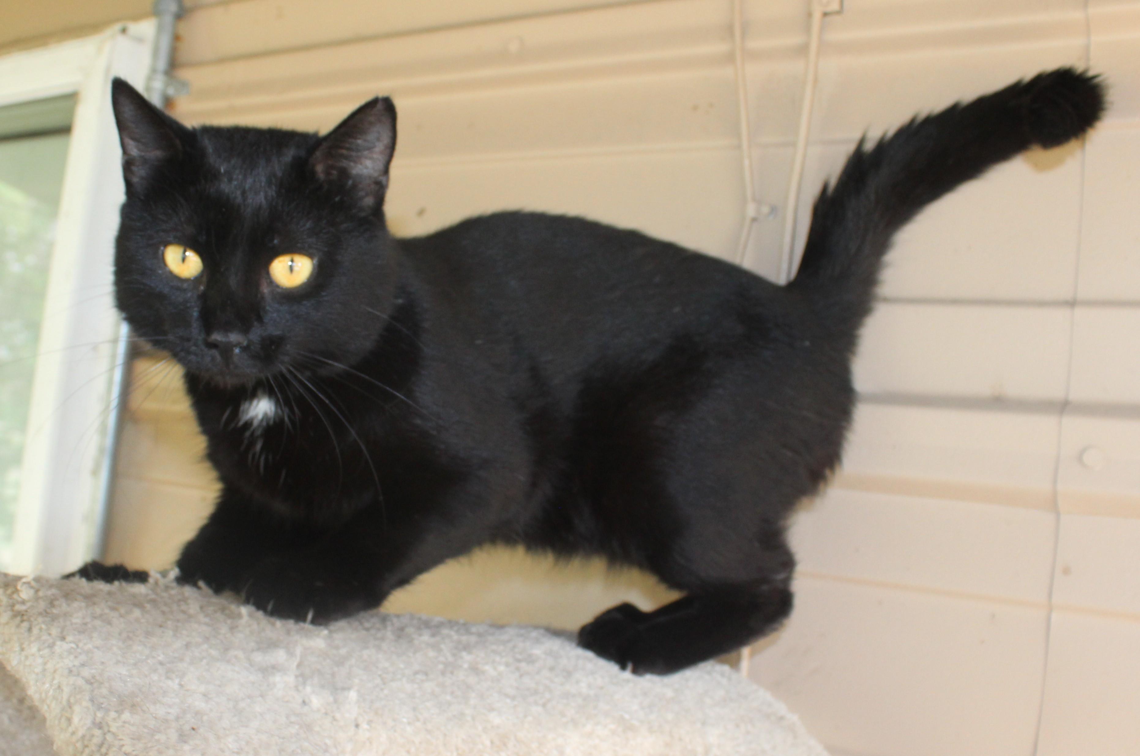Enlarge Boomer, a Adoptable mixed breed in Huron, SD image 4/4