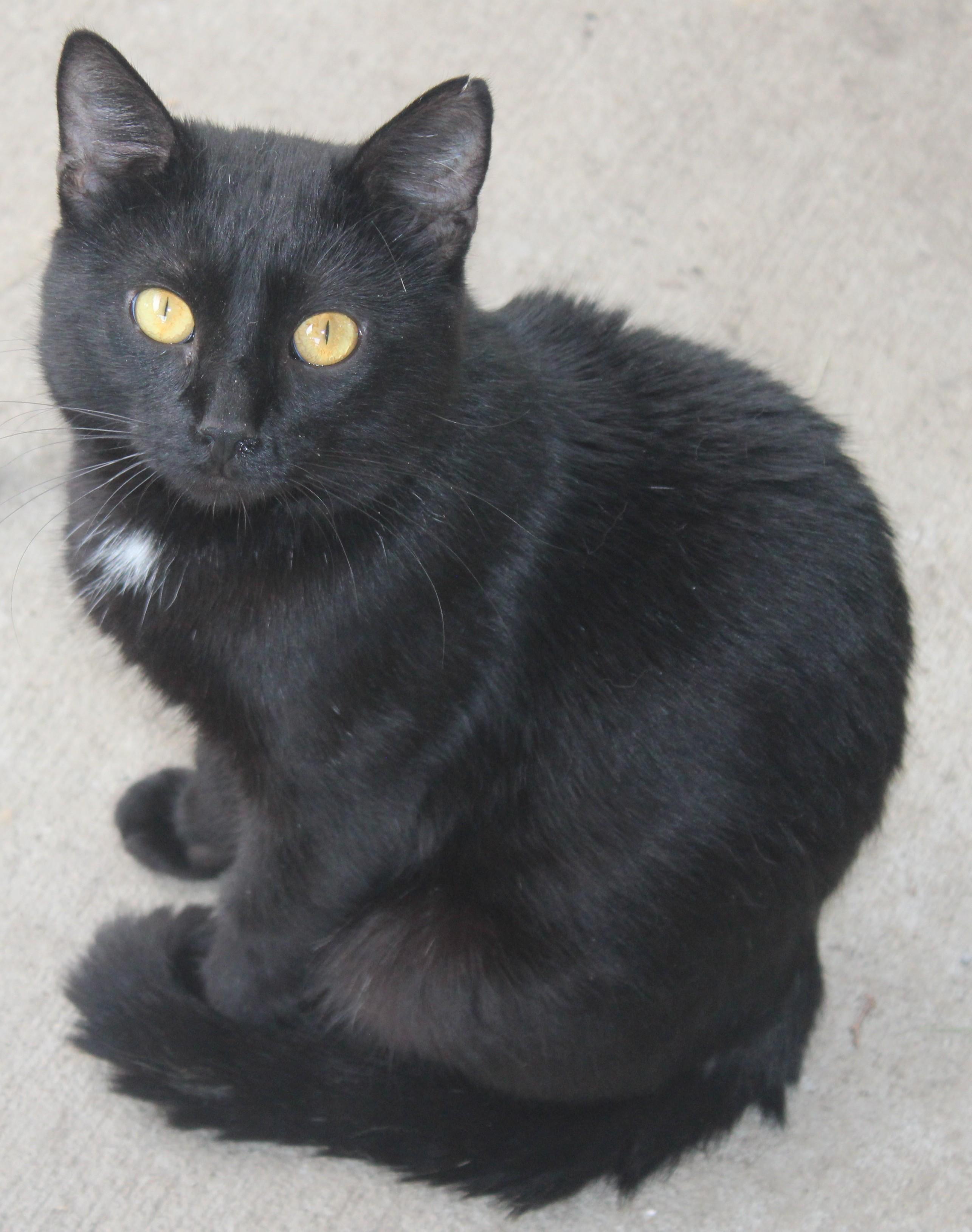 Enlarge Boomer, a Adoptable mixed breed in Huron, SD image 2/4