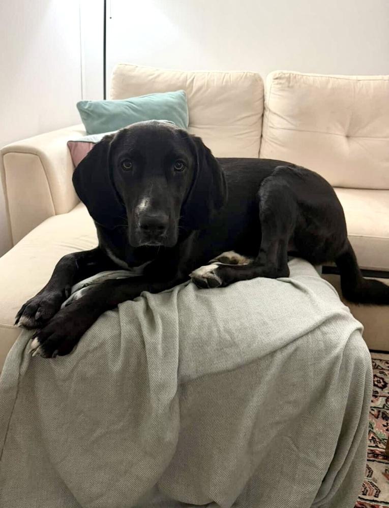 Enlarge Noah, a Adoptable mixed breed in Valley Stream, NY image 1/6