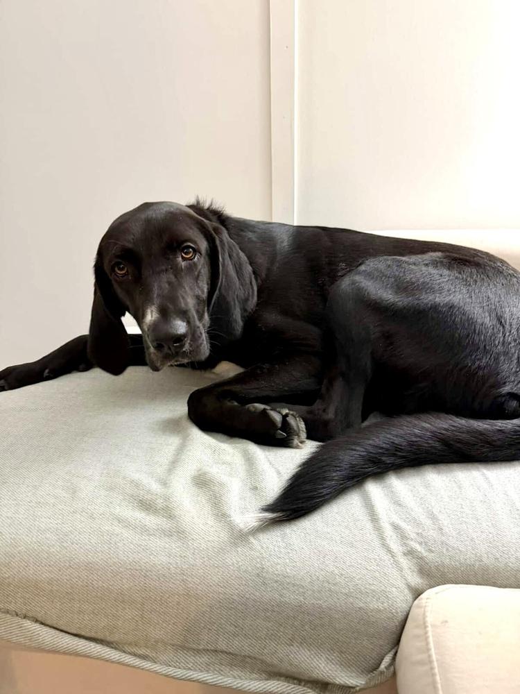 Enlarge Noah, a Adoptable mixed breed in Valley Stream, NY image 2/6