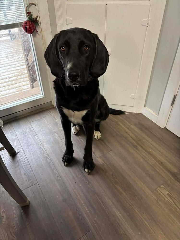 Enlarge Noah, a Adoptable mixed breed in Valley Stream, NY image 3/6