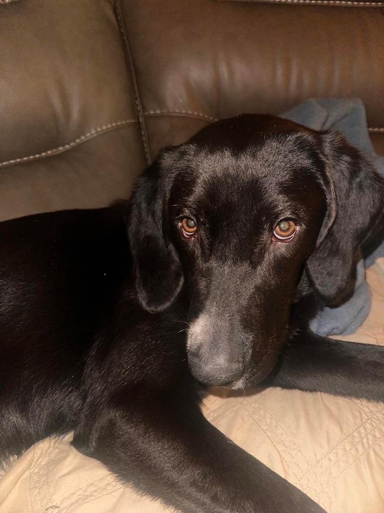 Enlarge Noah, a Adoptable mixed breed in Valley Stream, NY image 4/6