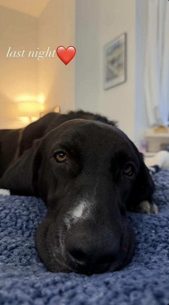 Enlarge Noah, a Adoptable mixed breed in Valley Stream, NY image 5/6