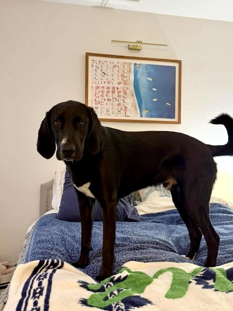 Enlarge Noah, a Adoptable mixed breed in Valley Stream, NY image 6/6