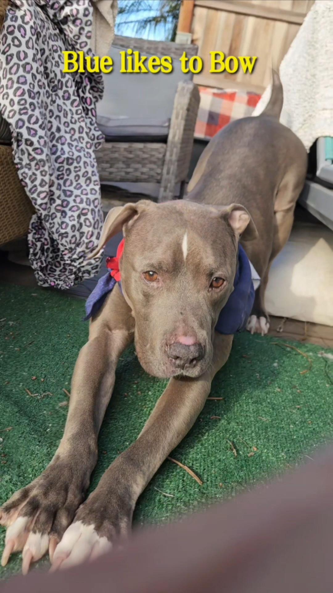 Blue sweet #ESA, a Adoptable mixed breed in Encinitas , CA image 3/3