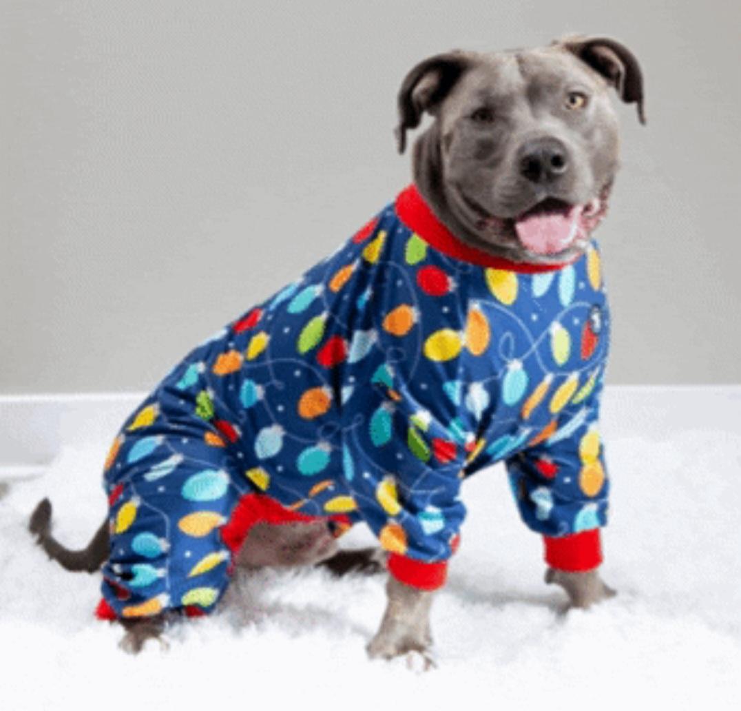 Blue sweet #ESA, a Adoptable mixed breed in Encinitas , CA image 1/3