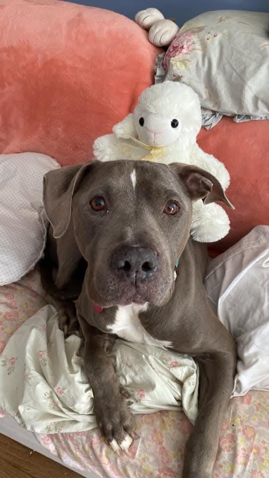 Blue sweet #ESA, Adoptable, Adult Male Pit Bull Terrier.