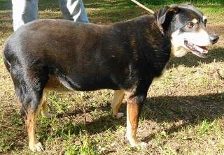 Alvey, a Adoptable mixed breed in Frankston, TX image 2/14