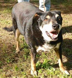 Alvey, a Adoptable mixed breed in Frankston, TX image 3/14
