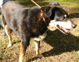 Alvey, a Adoptable mixed breed in Frankston, TX image 4/14