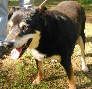 Alvey, a Adoptable mixed breed in Frankston, TX image 5/14