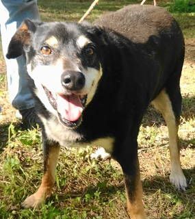 Alvey, a Adoptable mixed breed in Frankston, TX image 6/14