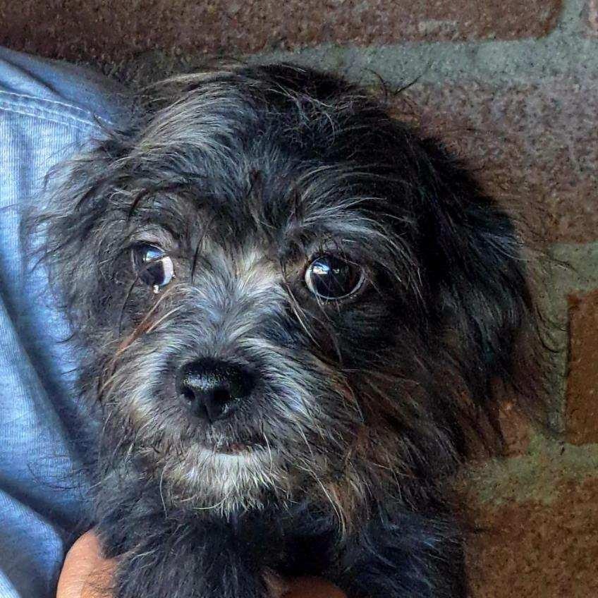 Sprocket, a Adoptable mixed breed in Tucson, AZ image 2/2