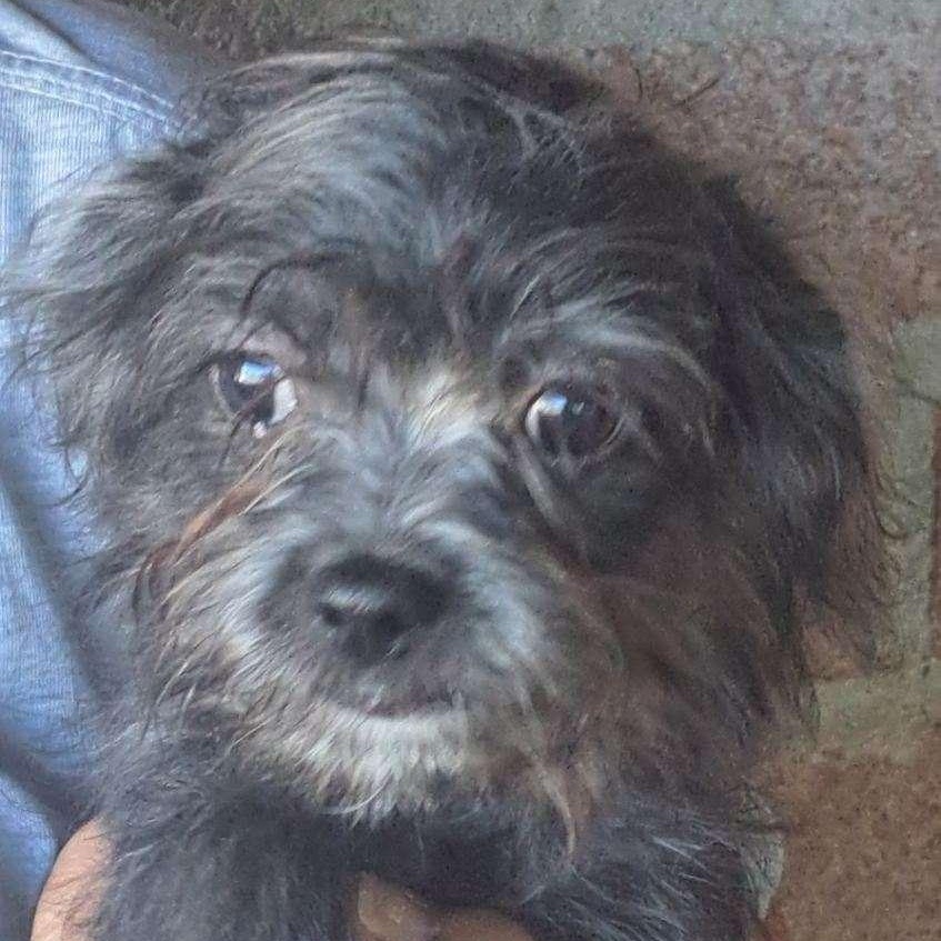 Sprocket, Adoptable, Puppy Male Yorkshire Terrier.