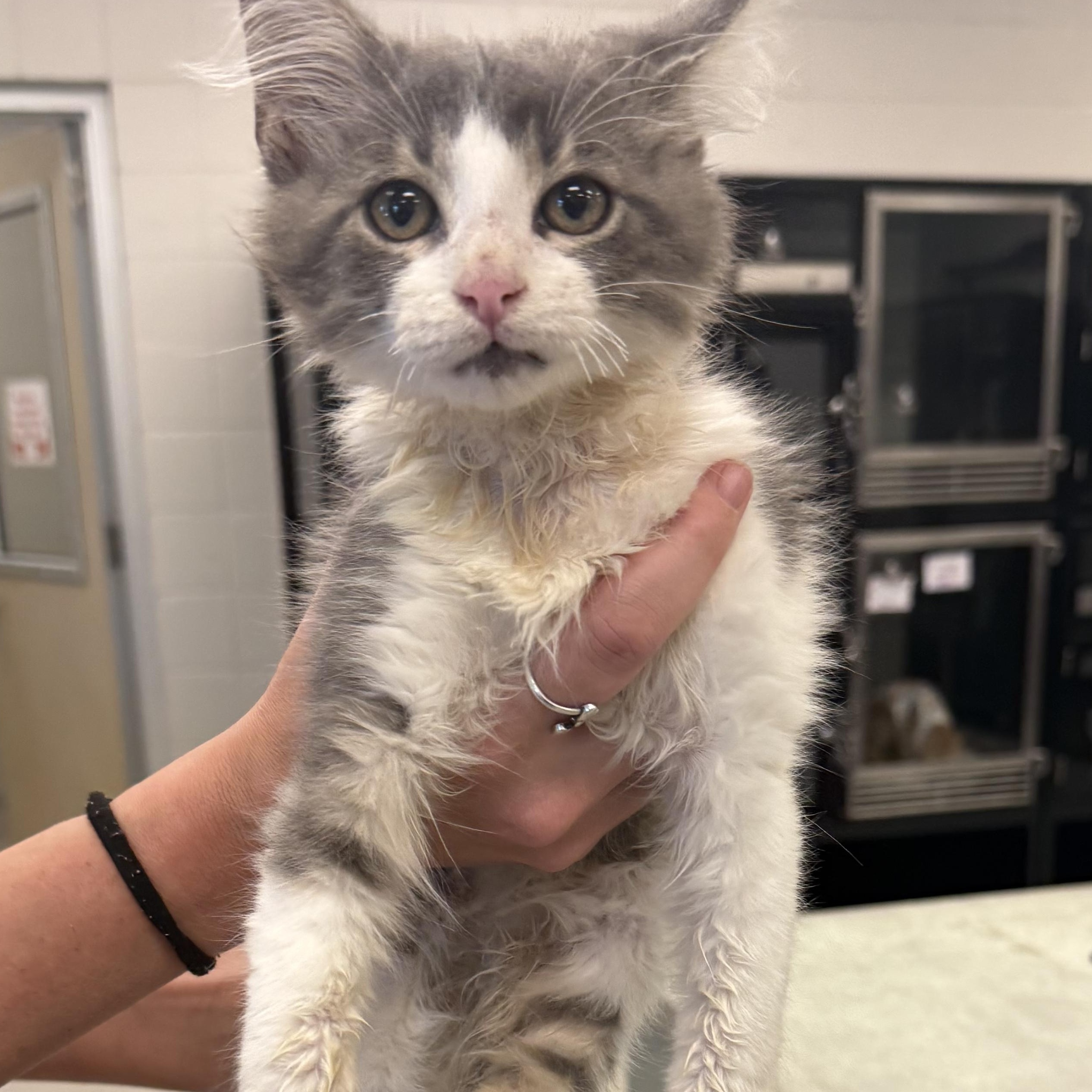 Enlarge Bentley, a Adopted Domestic Long Hair in Kearney, NE image 1/1