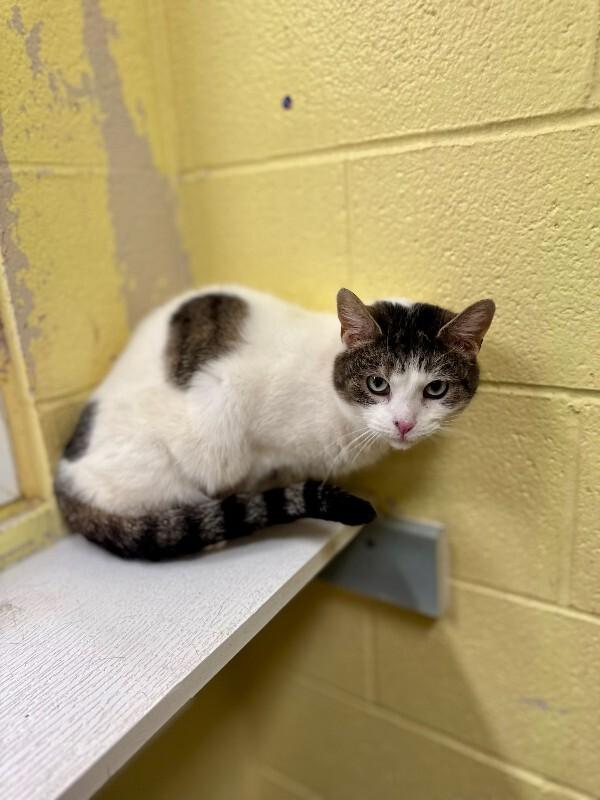 Daphne, Adoptable, Adult Female Domestic Short Hair.