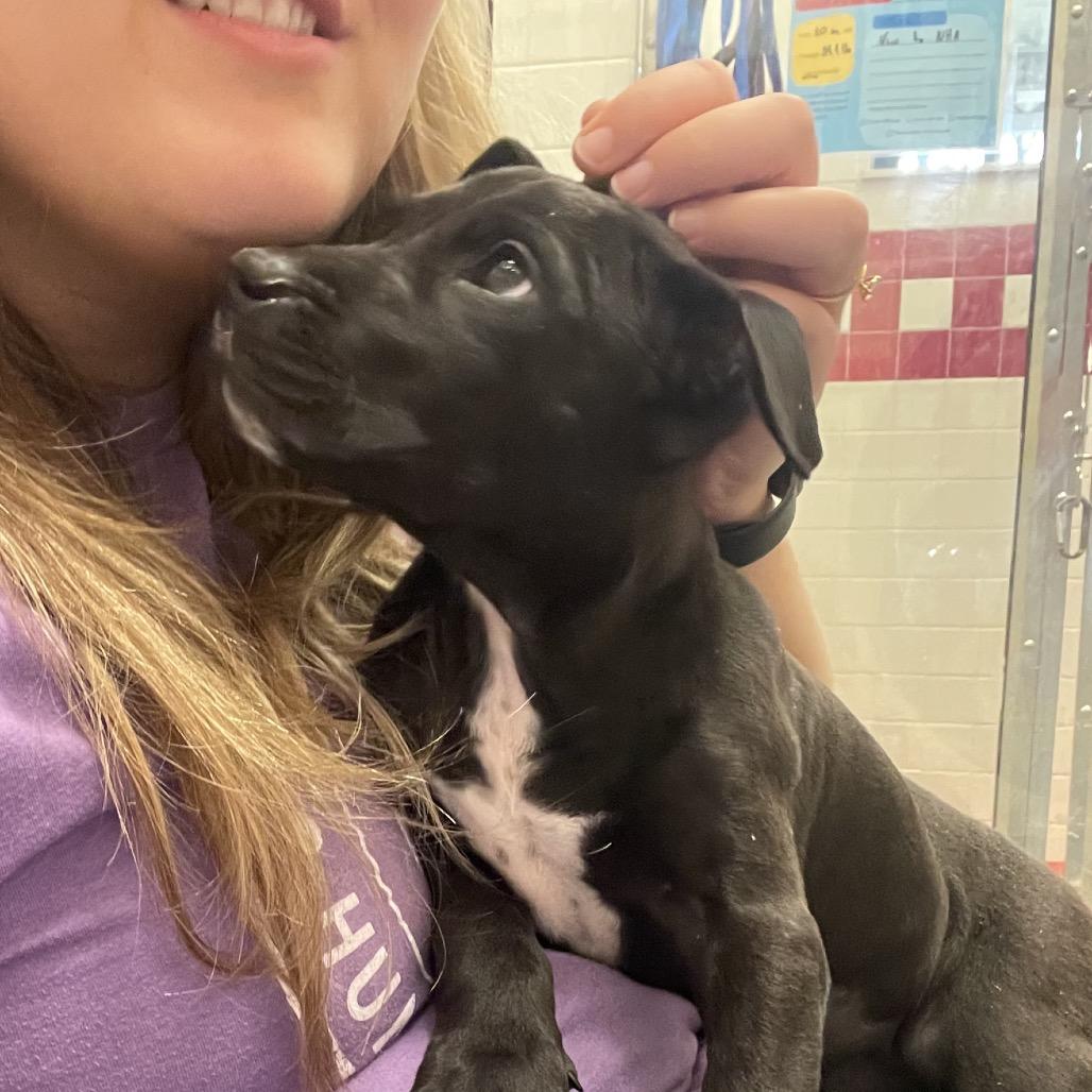 Enlarge Meg, a Adoptable Pit Bull Terrier in Nashville, TN image 2/6