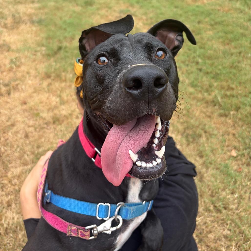Enlarge Meg, a Adoptable Pit Bull Terrier in Nashville, TN image 3/6