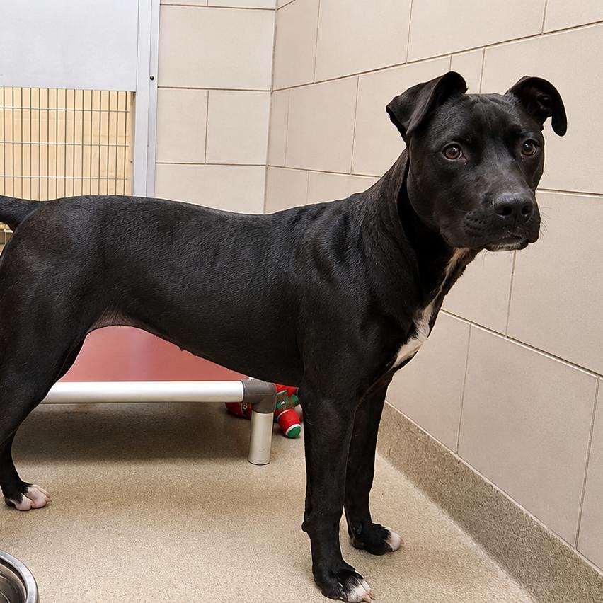 Enlarge Meg, a Adoptable Pit Bull Terrier in Nashville, TN image 4/6