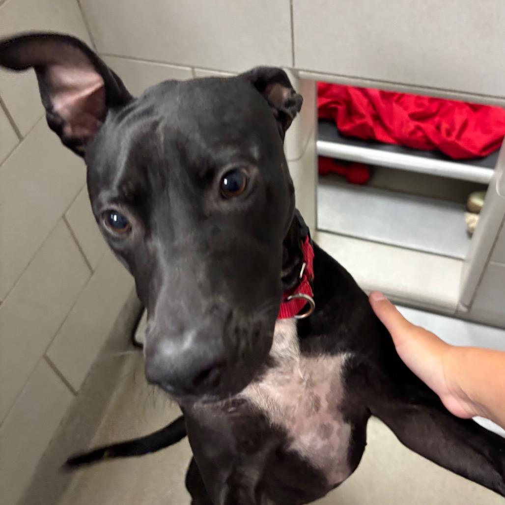 Enlarge Meg, a Adoptable Pit Bull Terrier in Nashville, TN image 5/6