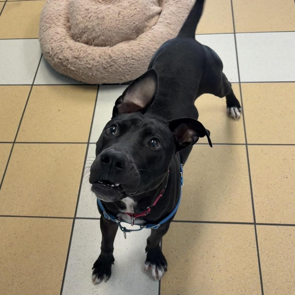 Enlarge Meg, a Adoptable Pit Bull Terrier in Nashville, TN image 6/6