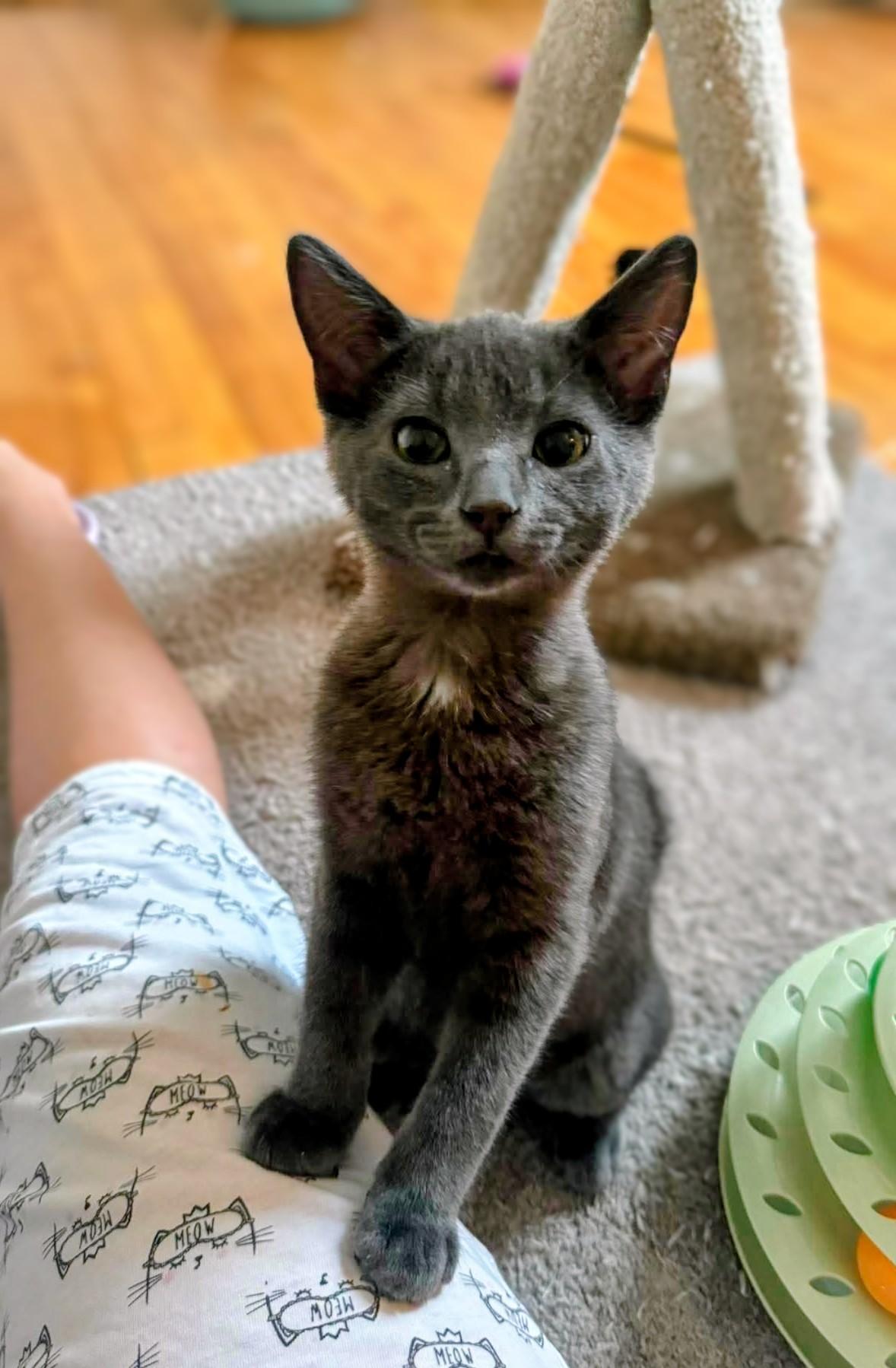 Enlarge Elvis, an adopted Domestic Short Hair in Montreal, QC image 4/6
