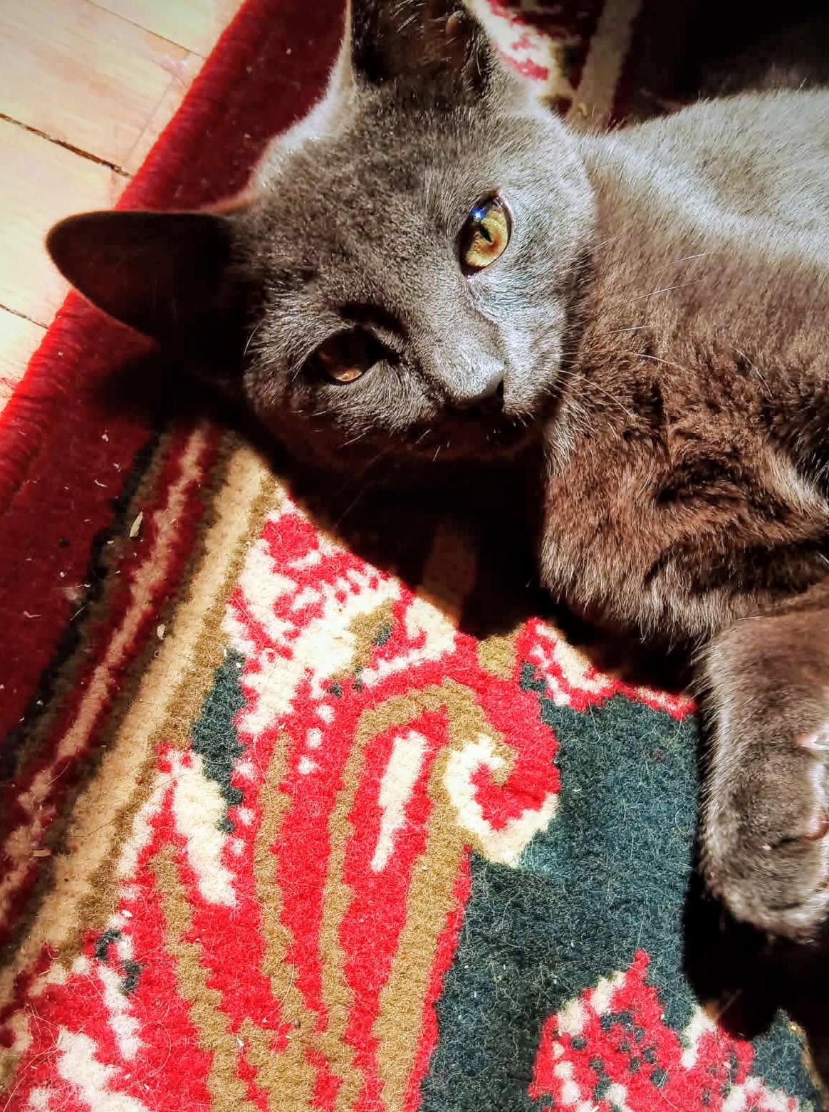 Enlarge Elvis, an adopted Domestic Short Hair in Montreal, QC image 1/6