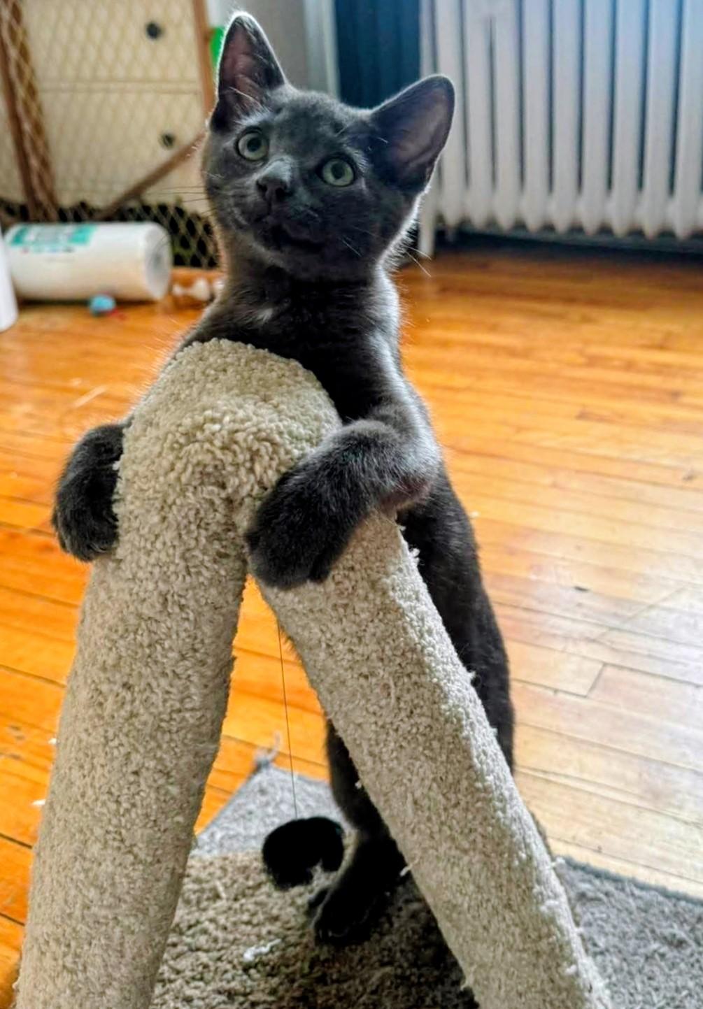 Enlarge Elvis, an adopted Domestic Short Hair in Montreal, QC image 3/6