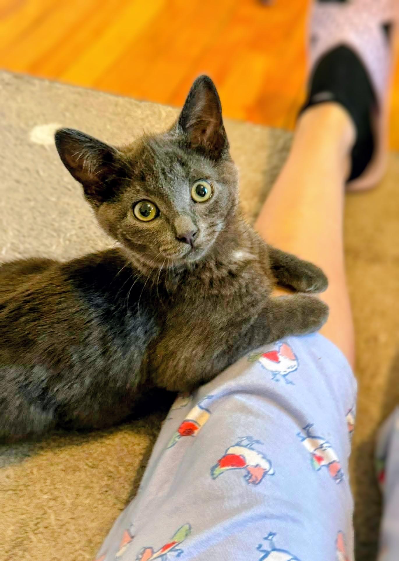 Enlarge Elvis, an adopted Domestic Short Hair in Montreal, QC image 6/6