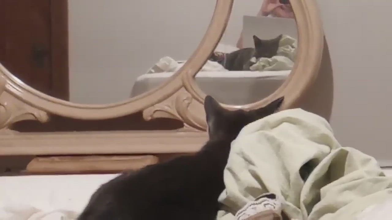 Enlarge Elvis, an adopted Domestic Short Hair in Montreal, QC video 5/6