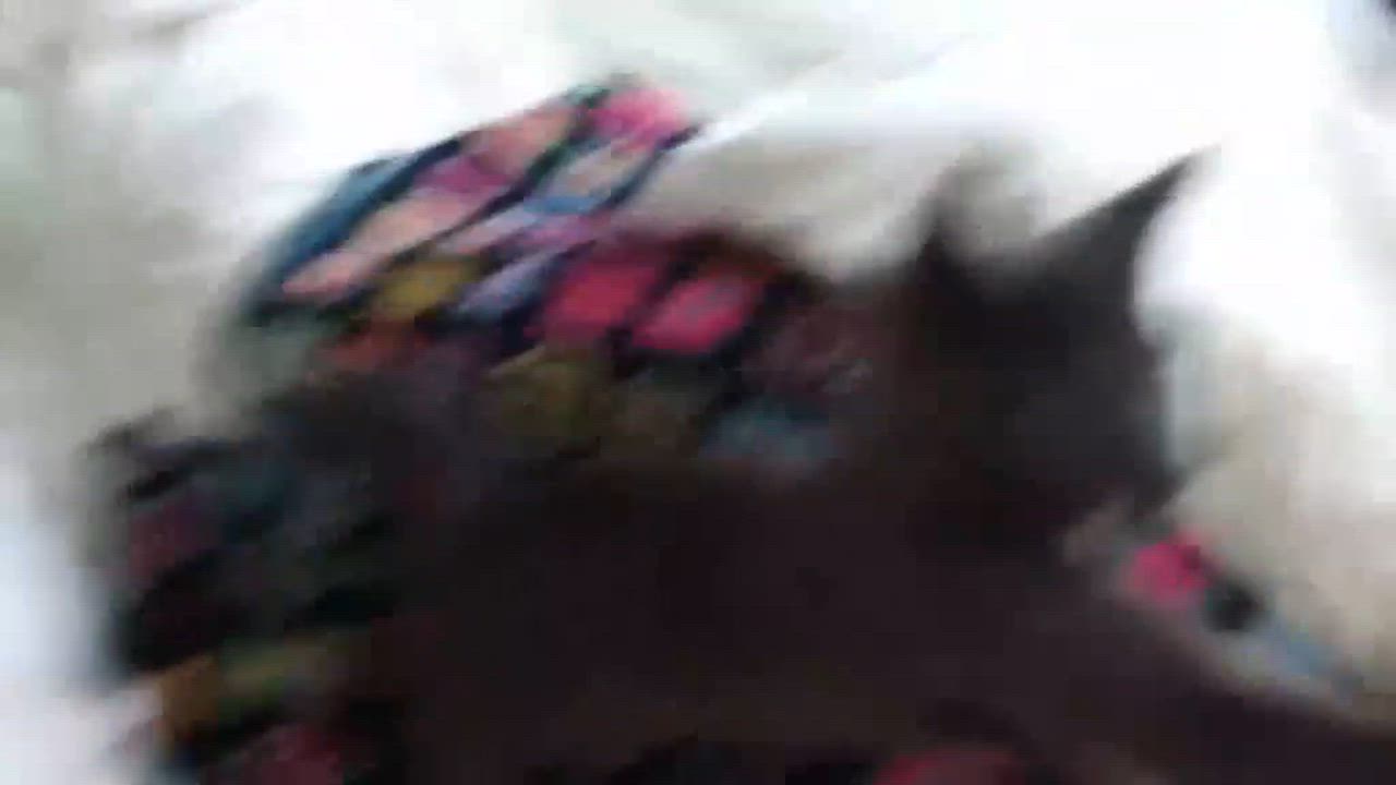 Enlarge Elvis, an adopted Domestic Short Hair in Montreal, QC video 2/6