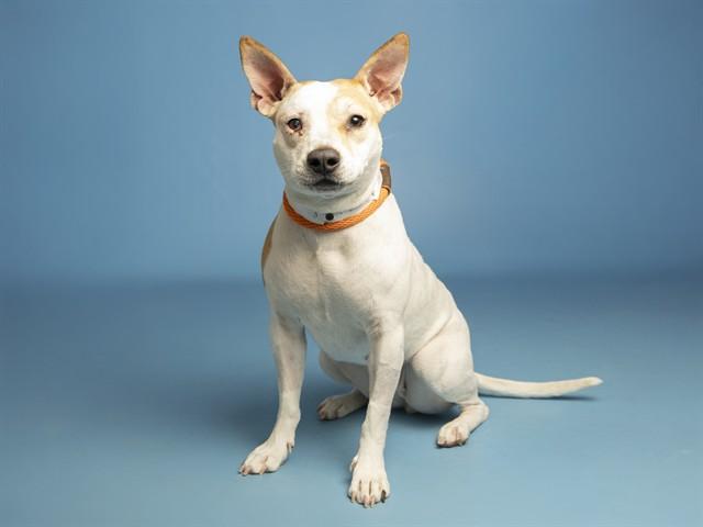 Enlarge ROSALINA, a Adoptable mixed breed in Phoenix, AZ image 1/1