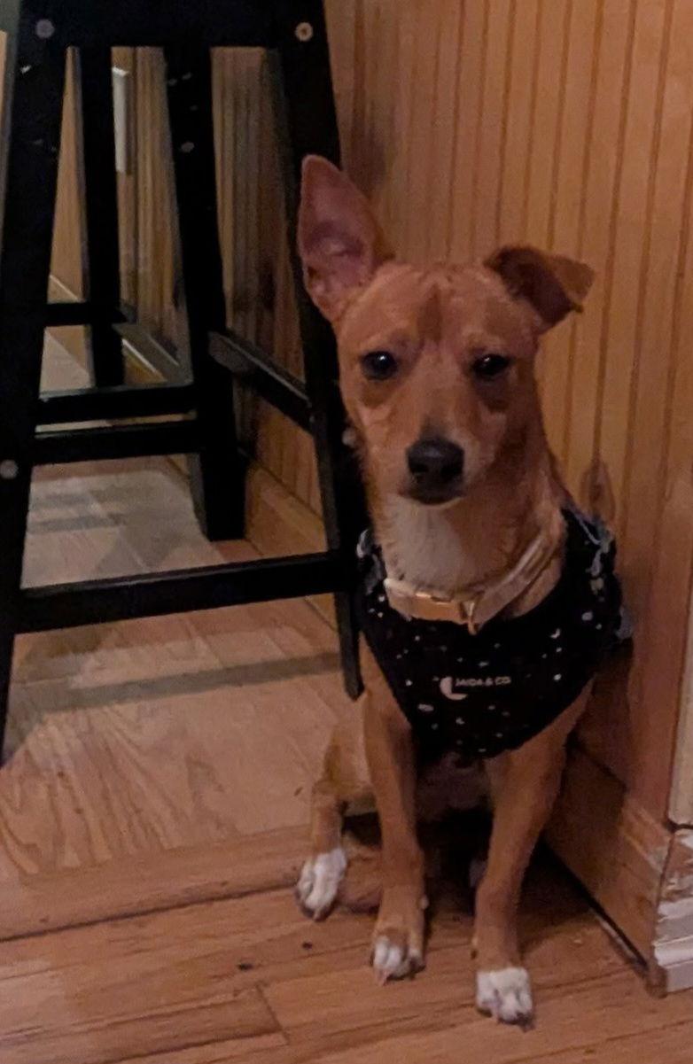 Bu-Cee, Adoptable, Young Male Chihuahua.