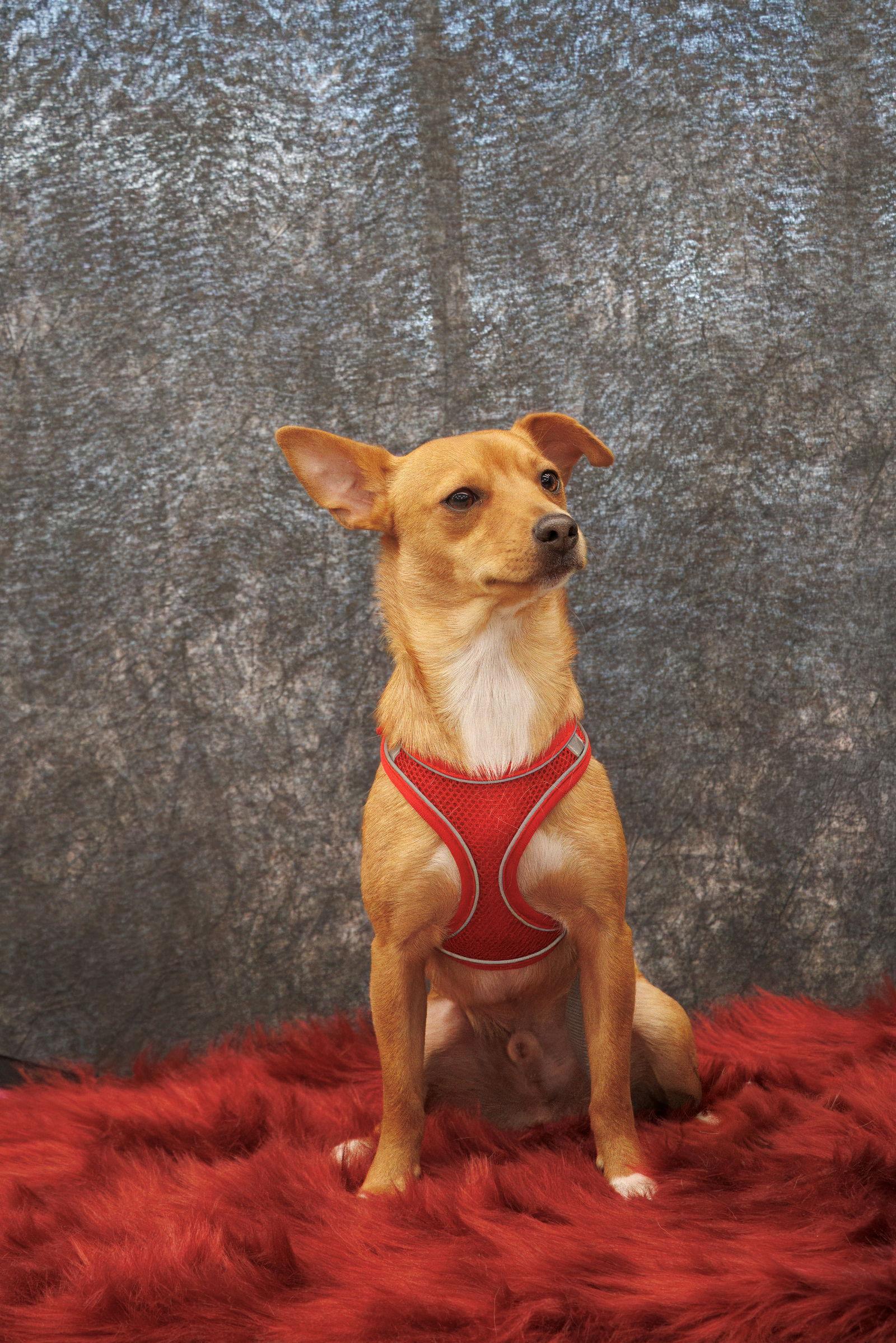 Enlarge Bu-Cee, a Adoptable Chihuahua in Morganville, NJ image 2/2