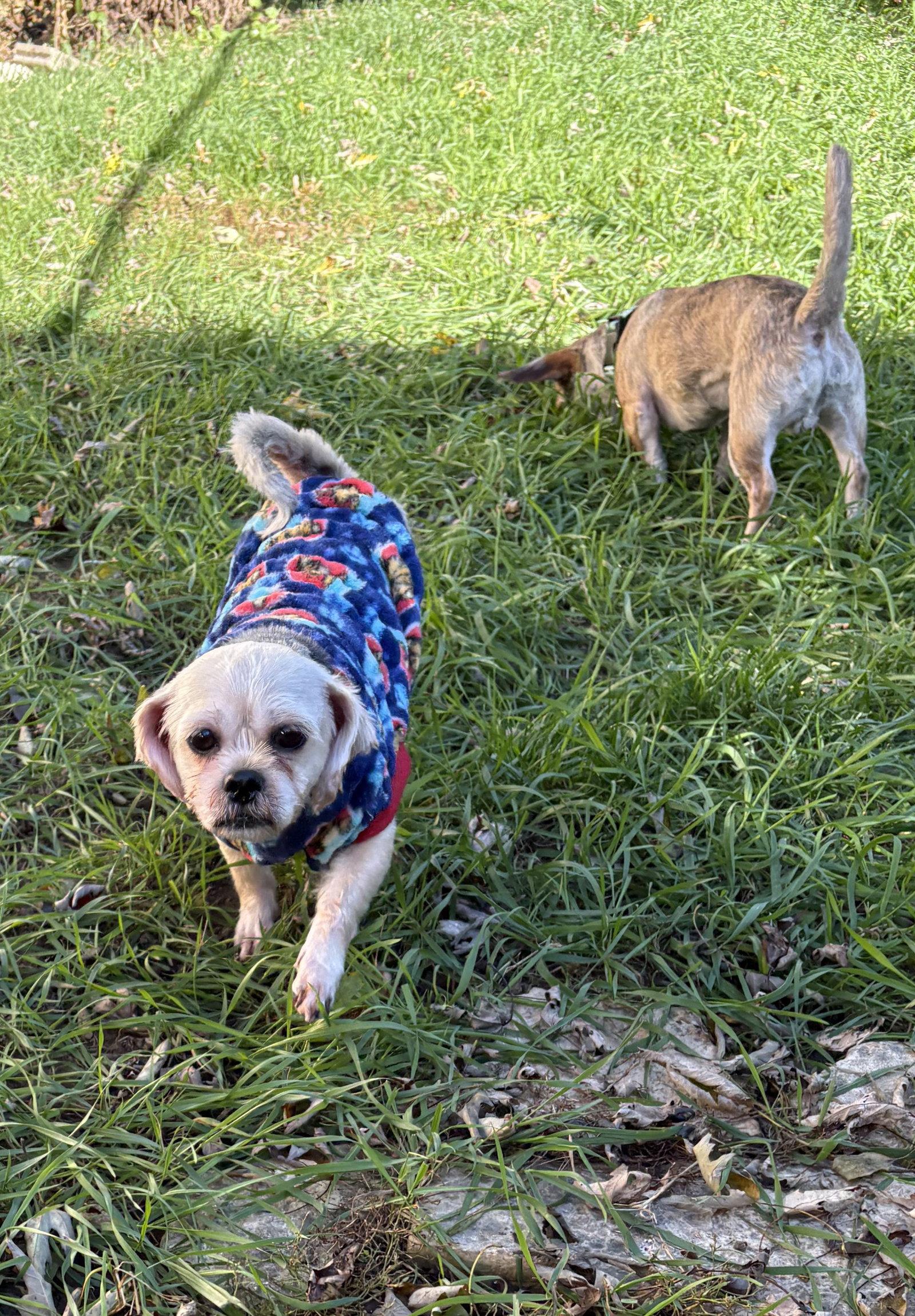 Pugsley, Adoptable, Adult Male Chihuahua & Shih Tzu.