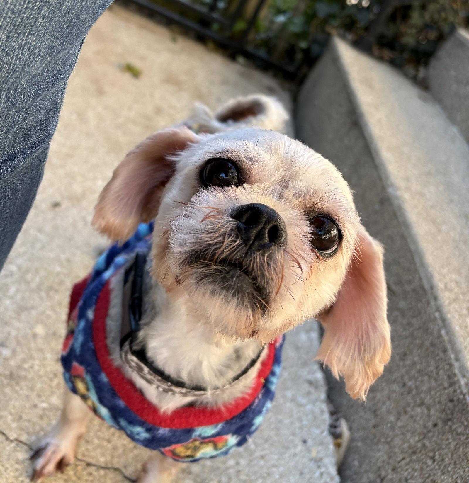 Enlarge Pugsley, a Adoptable mixed breed in Wheaton, IL image 2/3