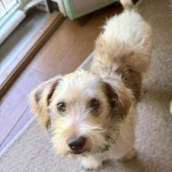Enlarge Murphy, a Adoptable Jack Russell Terrier in Raleigh, NC image 3/6