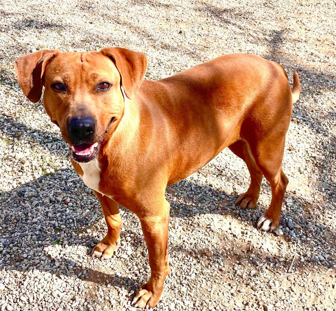 Jesse, a Adoptable Chocolate Labrador Retriever in Agua Dulce, CA image 1/5