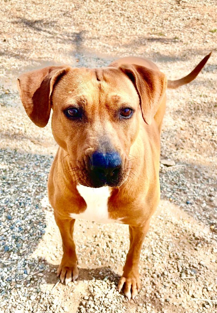 Jesse, a Adoptable Chocolate Labrador Retriever in Agua Dulce, CA image 2/5