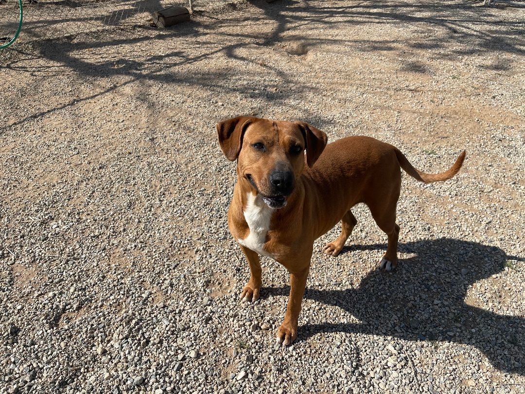 Jesse, a Adoptable Chocolate Labrador Retriever in Agua Dulce, CA image 3/5