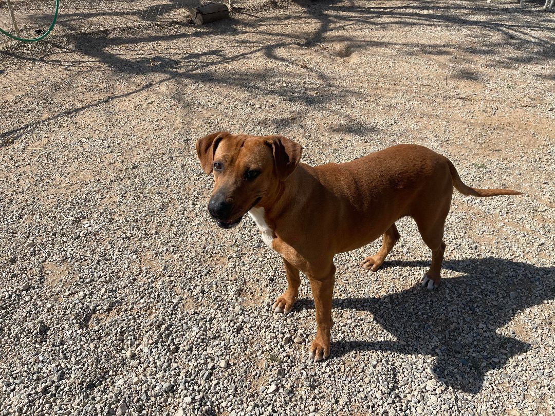 Jesse, a Adoptable Chocolate Labrador Retriever in Agua Dulce, CA image 4/5