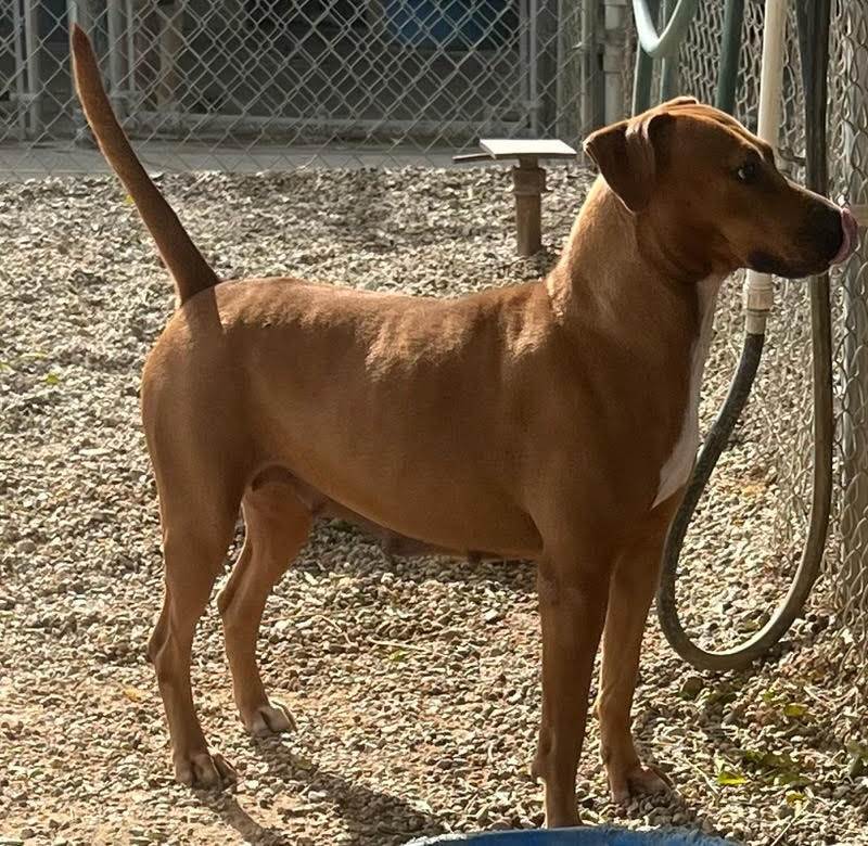 Jesse, a Adoptable Chocolate Labrador Retriever in Agua Dulce, CA image 5/5